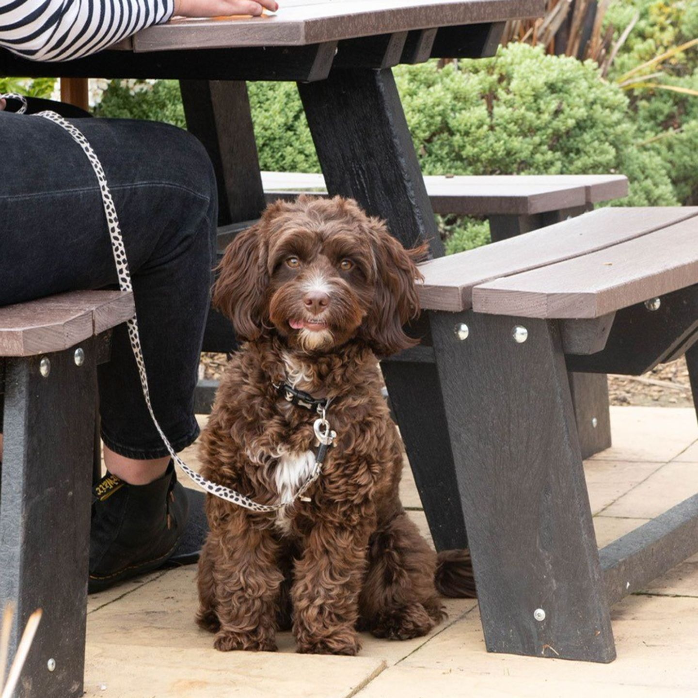 Your local dog friendly pub in Runcorn